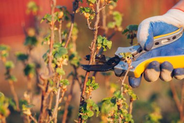 Çalıları budamak için bahçe makası ile erkek eli.