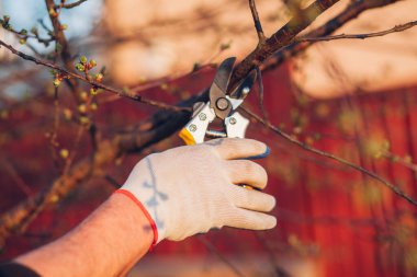 Çalıları budamak için bahçe makası ile erkek eli.