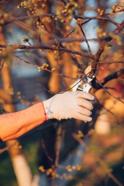 Çalıları budamak için bahçe makası ile erkek eli.