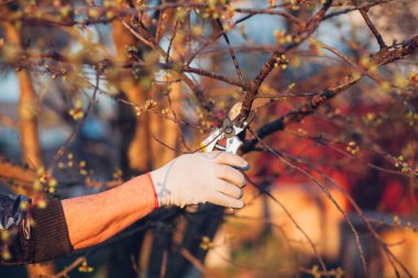Çalıları budamak için bahçe makası ile erkek eli.