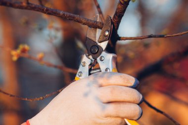 Çalıları budamak için bahçe makası ile erkek eli.