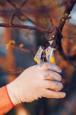 Çalıları budamak için bahçe makası ile erkek eli.