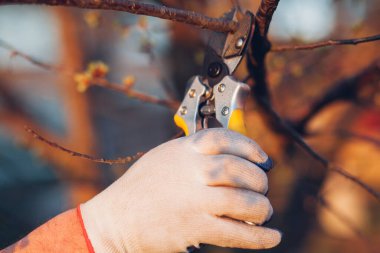 Çalıları budamak için bahçe makası ile erkek eli.