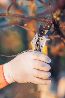Çalıları budamak için bahçe makası ile erkek eli.
