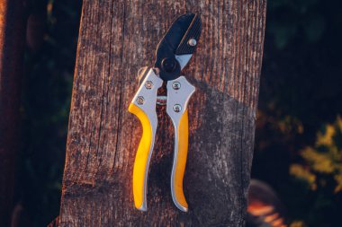 Bahçe makası çalıları budamak için