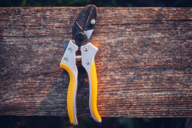 Bahçe makası çalıları budamak için