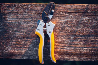 Bahçe makası çalıları budamak için