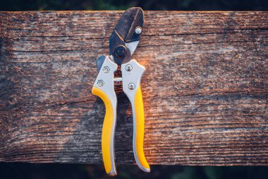 Bahçe makası çalıları budamak için