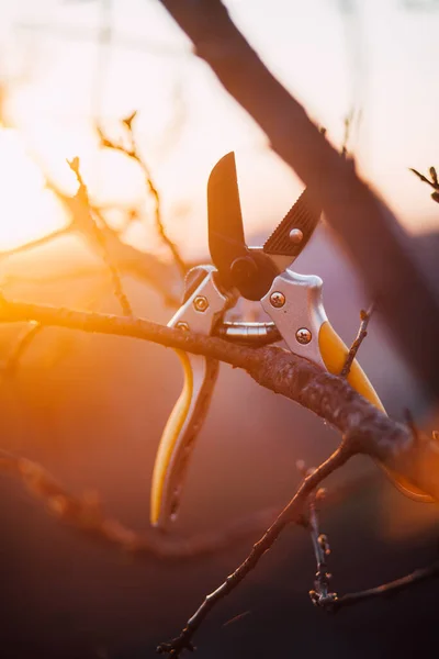 Garden Scissors Pruning Bushes — ストック写真