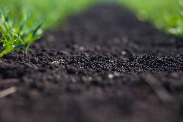 Baris Rumput Hijau Kecil Lapangan Pada Siang Hari — Stok Foto