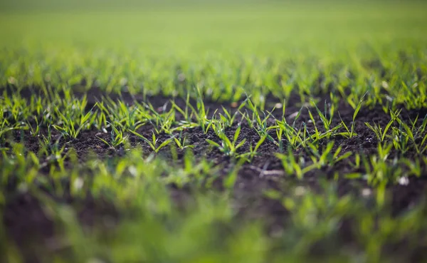 Rows Small Green Grass Field Daytime —  Fotos de Stock