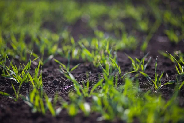 Rows Small Green Grass Field Daytime —  Fotos de Stock