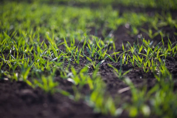 Rows Small Green Grass Field Daytime —  Fotos de Stock