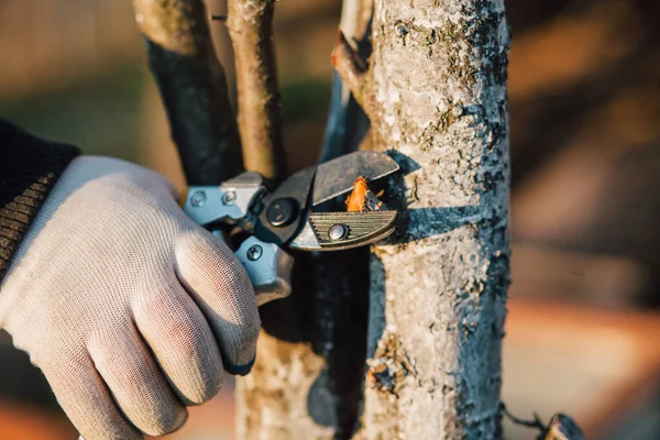 Pruning shears in the garden in early spring