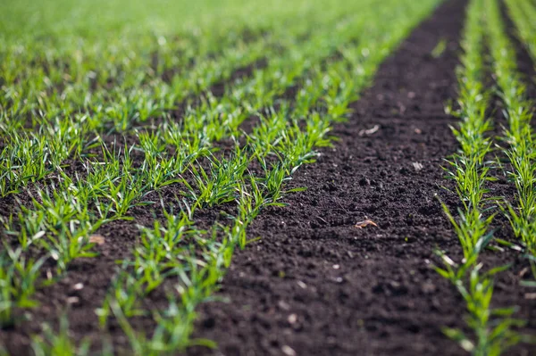 Bir toprakta büyüyen genç buğday fidan