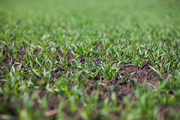Bir toprakta büyüyen genç buğday fidan