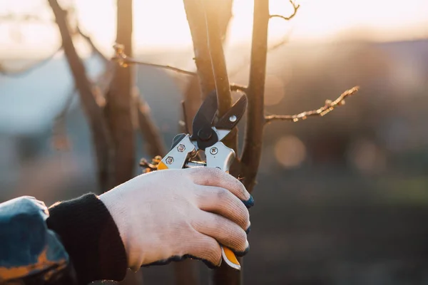 Pria Tangan Dengan Gunting Taman Untuk Memangkas Semak Semak — Stok Foto