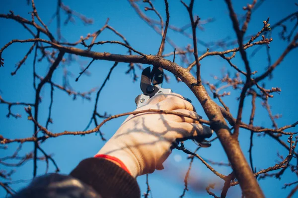 茂みを剪定するための庭のはさみを持つ男性の手 — ストック写真