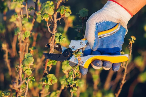 Çalıları budamak için bahçe makası ile erkek eli.
