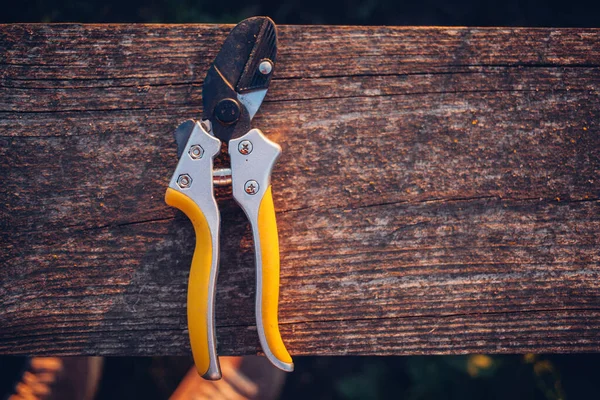 Bahçe makası çalıları budamak için