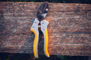 Bahçe makası çalıları budamak için