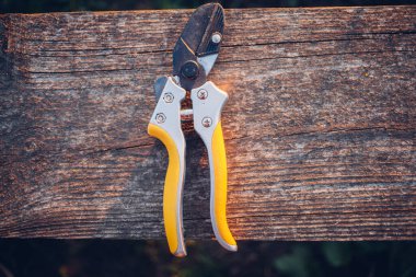 Bahçe makası çalıları budamak için