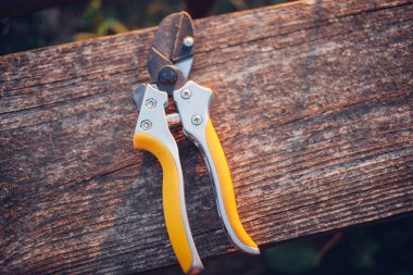 Bahçe makası çalıları budamak için