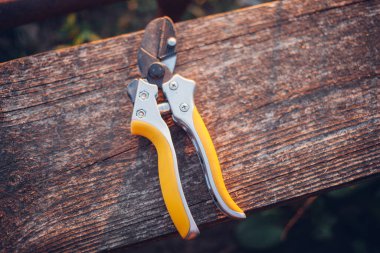 Bahçe makası çalıları budamak için