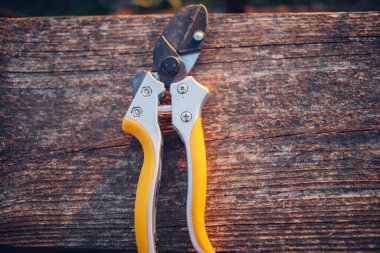 Bahçe makası çalıları budamak için