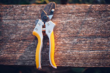 Bahçe makası çalıları budamak için