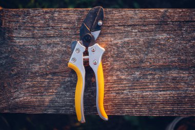 Bahçe makası çalıları budamak için