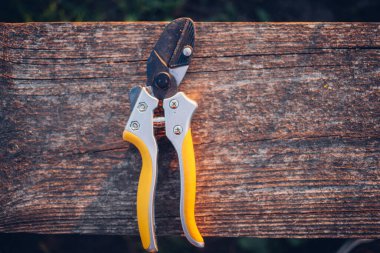 Bahçe makası çalıları budamak için