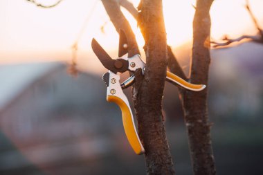 Bahçe makası çalıları budamak için