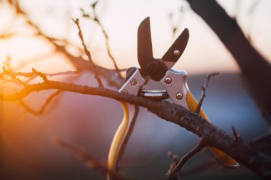 Bahçe makası çalıları budamak için
