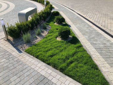 Yeşil bitkilerle dolu bahçe taşı patikası, gündüz vakti tuğla kaldırım. 