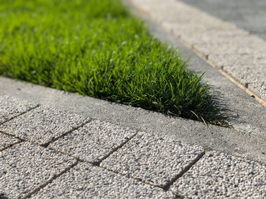 Yeşil bitkilerle dolu bahçe taşı patikası, gündüz vakti tuğla kaldırım. 