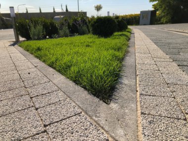 Yeşil bitkilerle dolu bahçe taşı patikası, gündüz vakti tuğla kaldırım. 