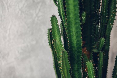 Green tall cacti on white-painted wall background