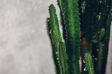 Beyaz boyalı arka planda yeşil uzun kaktüs