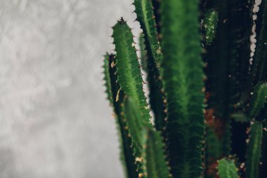 Beyaz boyalı arka planda yeşil uzun kaktüs