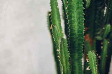 Beyaz boyalı arka planda yeşil uzun kaktüs