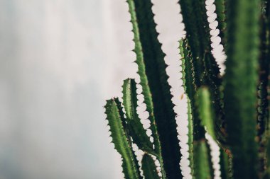 Green tall cacti on white-painted wall background