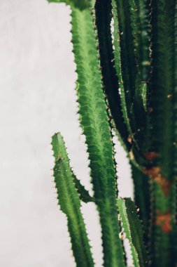 Beyaz boyalı arka planda yeşil uzun kaktüs