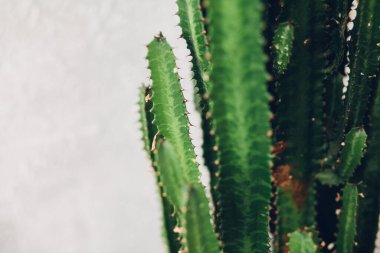 Beyaz boyalı arka planda yeşil uzun kaktüs