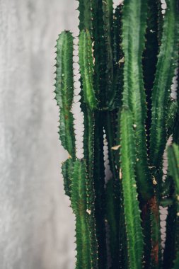 Green tall cacti on white-painted wall background