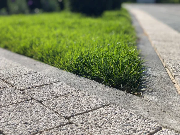 Trädgård Stenstig Med Gröna Växter Tegel Trottoar Dagtid — Stockfoto