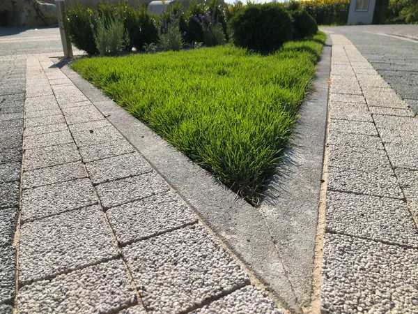 Caminho Pedra Jardim Com Plantas Verdes Calçada Tijolo Durante Dia — Fotografia de Stock