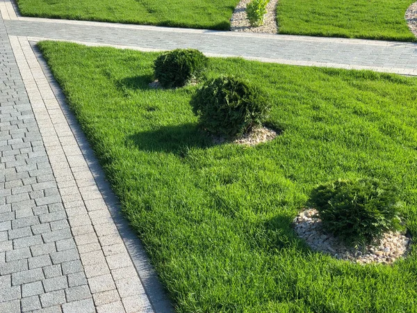 Garden stone path with green plants, brick sidewalk at daytime