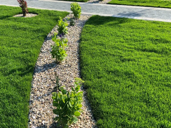 Chemin Pierre Jardin Avec Des Plantes Vertes Trottoir Brique Jour — Photo