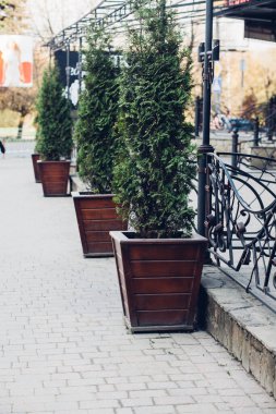 Gündüz vakti dışarıda yeşil kozalaklı bitkilerle dolu tahta kutular. 